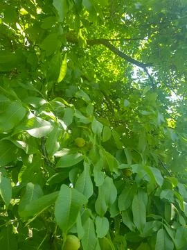 Abundant Nuts in a Lush Tree Stock Photos
