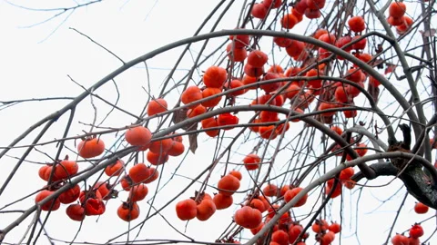 Abundant Persimmons On Tree In Winter 4K Stock Footage 320862725