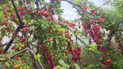 Abundant plum tree branches showcase bountiful harvest of vibrant, ripe red and Stock Footage 342921149