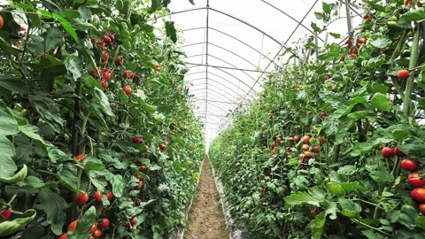Abundant red cherry tomatoes growing in a professional greenhouse Stock Footage 333484846