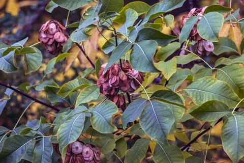 Abundant Round Samaras on Fruiting Common Hoptree Branch Stock Photos