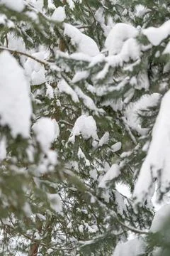 Abundant snow on conifer canopy forms sculptural layers and soft contours, hi Stockfoto's