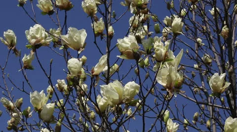 Abundant spring Stock Footage 22770099