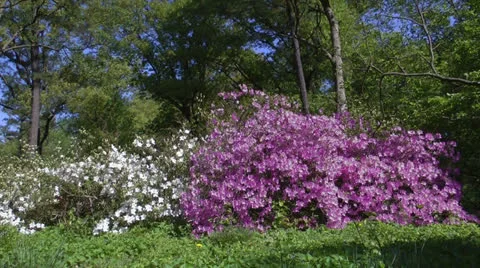 Abundant spring Stock Footage