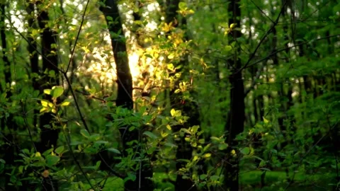 Abundant trees in a jungle Video stock 211670510