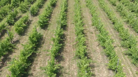Abundant vineyard in summer Stock Footage 159998943