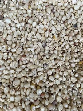 Abundant White Maize Kernels Stock Photos