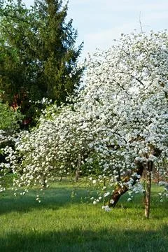 Abundantly blooming apple tree in the spring garden. Stock Photos