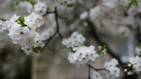 Abundantly blooming cherry close-up. Strongly blurred background, flower close - Stock Footage 100338331