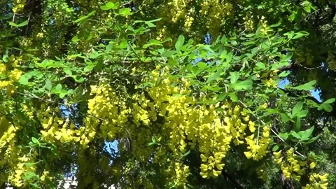 Aburnum anaquroides 動画素材 334863273