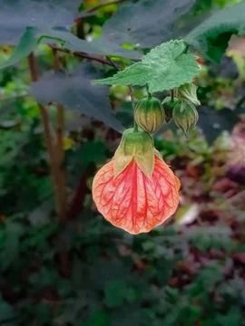 Abutilon flower Stock Photos