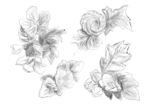 Abutilon Stock Illustration