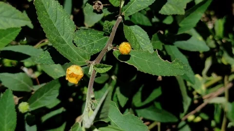 Abutilon indicum flowers Stock Footage 289420770