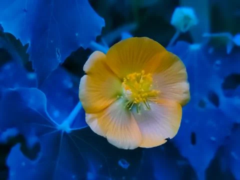 Abutilon indicum Plant Stock Photos