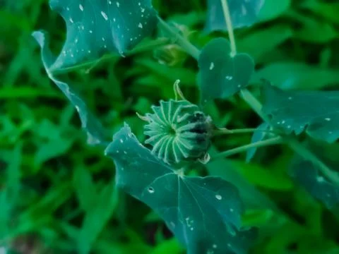 Abutilon indicum Plant Stock Photos