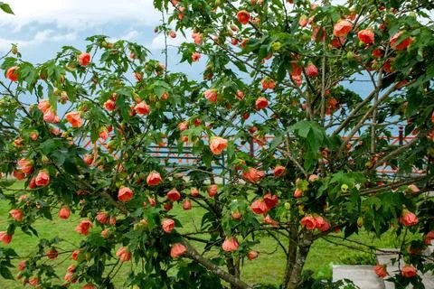 Abutilon known as Chinese Lantern or Parlor Maple in SIkkim Stock Photos