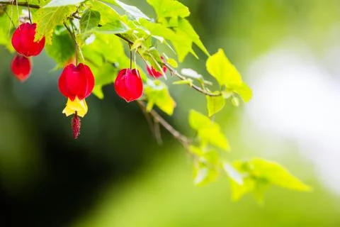 Abutilon megapotamicum on green background Stock Photos