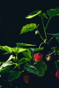 Abutilon megapotamicum lantern shaped flower Stock Photos