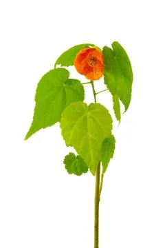 Abutilon Stock Photos
