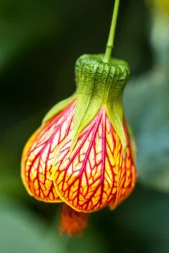 Abutilon pictum Stock Photos