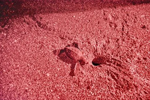 Aby sea turtle leaving it&amp;#039;s nest at night under red light Stock Photos