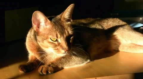 Abyssinian Cat 1 Video stock 10678339