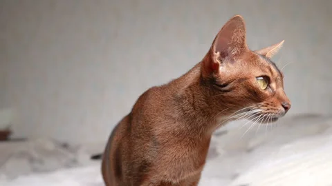 Abyssinian cat, 4x slow motion, 4K Video stock 295811201