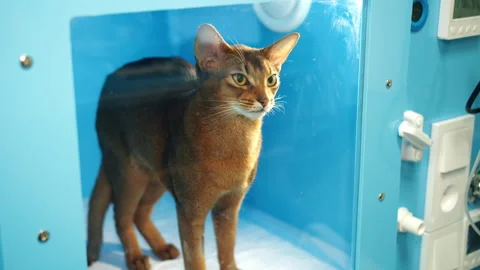 Abyssinian cat actively investigating within sterile hospital environment 스톡 동영상 333990635