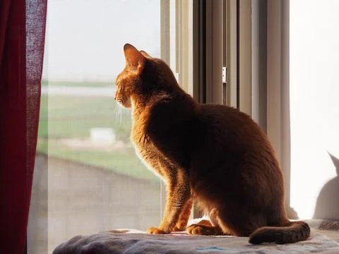 Abyssinian cat basks in the sun on the window Stock Photos