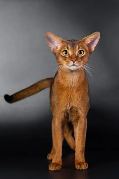 Abyssinian cat on a black background Stock Photos