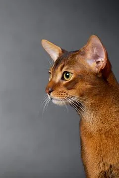 Abyssinian cat on a black background Stock Photos