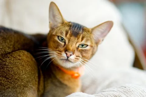 Abyssinian cat calmly looking at the camera Stock Photos