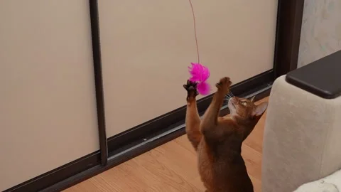 Abyssinian cat catch feather toy, 8x slow motion Stock Footage 296605706