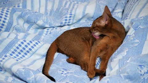Abyssinian cat is cleaned itself on the bed. Cute abyssinian cat grooming Stock-Footage 146191360