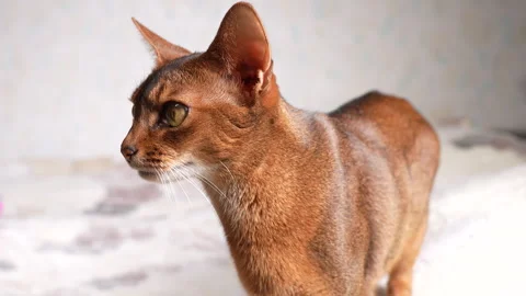Abyssinian cat close up, 4x slow motion, 4K Stock Footage 295811394