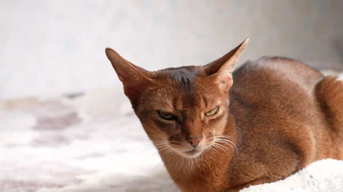 Abyssinian cat close up, 4x slow motion, 4K Stock-Footage 295812780