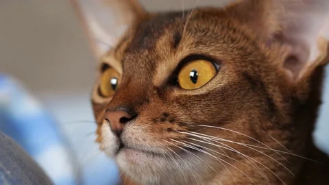 Abyssinian cat close up. Portrait of abyssinian cat, shallow depth of field Stock Footage 168948048