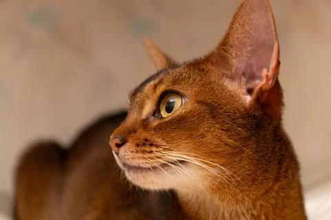 Abyssinian cat close up portrait Stock Photos