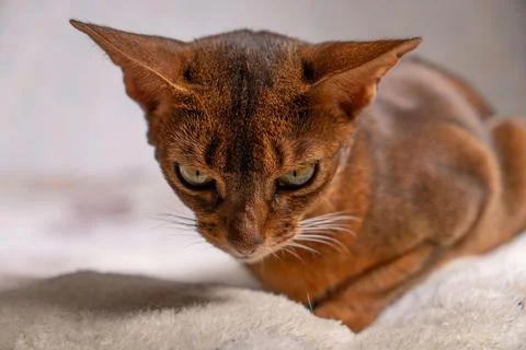 Abyssinian cat close up portrait Stock Photos
