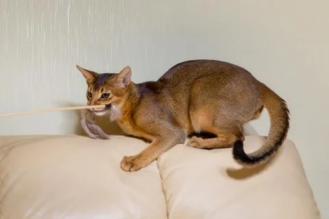 Abyssinian cat closeup on a leather sofa in the interior of the house plays Stock Photos