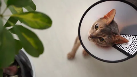Abyssinian cat with e-collar and cone of shame tried to eat a leaf from a housep Stock-Footage 248262597
