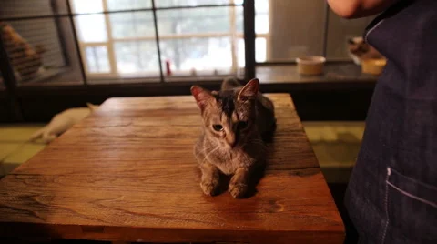 Abyssinian cat Stock Footage 58796573