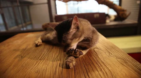 Abyssinian cat Stock Footage 58796719