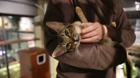 Abyssinian cat Stock Footage 58796738