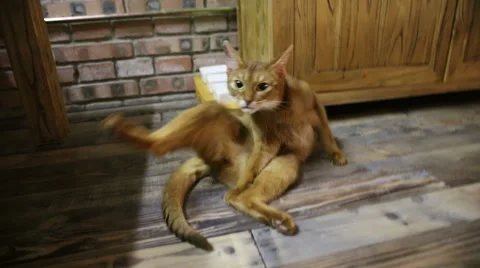 Abyssinian cat Stock Footage 58796772