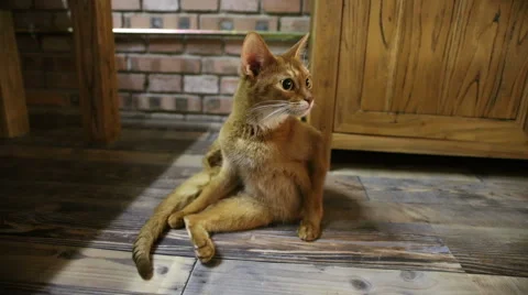 Abyssinian cat Stock Footage 58796781