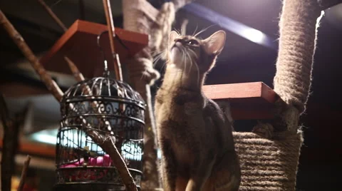 Abyssinian cat Stock Footage 58796810