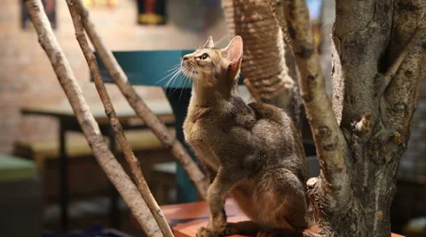 Abyssinian cat Stock Footage 58796816