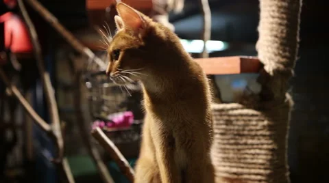 Abyssinian cat Stock Footage 58796981