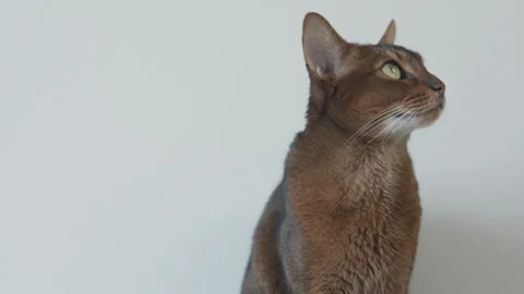 Abyssinian cat.  Stock Footage 248215664